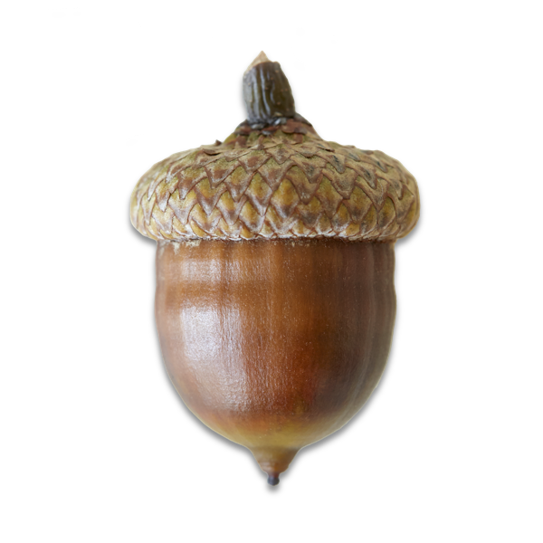 acorn graphic